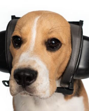 Safe Dogs Ears to ochrona słuchu dla psów, nauszniki zostały zaprojektowane tak, aby zapobiegać uszkodzeniom słuchu u wszystkich typów psów, nauszniki dla psów są dostępne w rozmiarze S