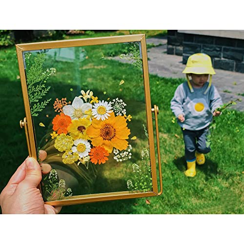 Namvo Suszony kwiat wytłaczana szklana ramka na zdjęcia, mosiężne szkło grafika certyfikat zdjęcie ramka geometryczna ozdoba roślina okazy klips prasowany kwiat - obrazek 2